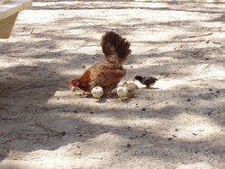 Wild Jungle Fowl Hen with Chicks