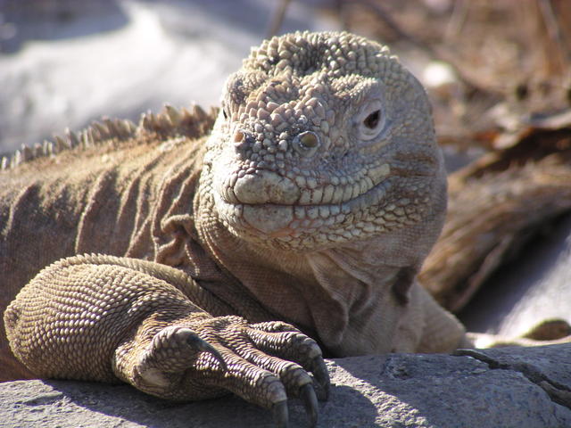 Wild lizard - free image