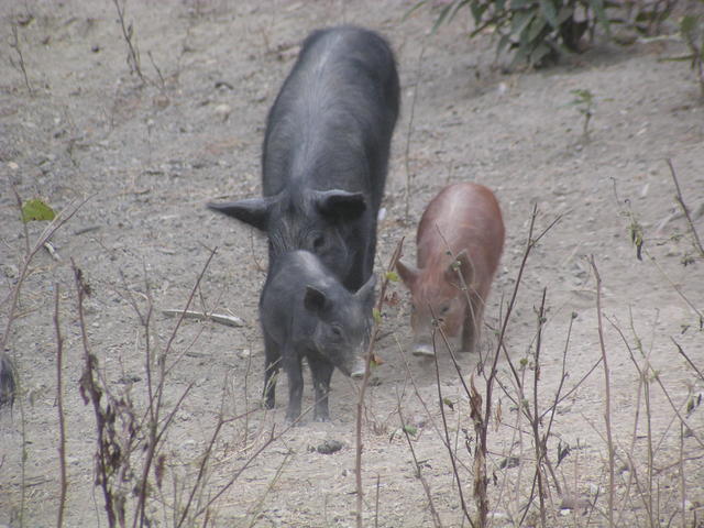 wild pigs - free image