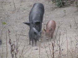 wild pigs