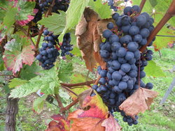 Wine grapes