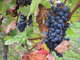 Wine grapes