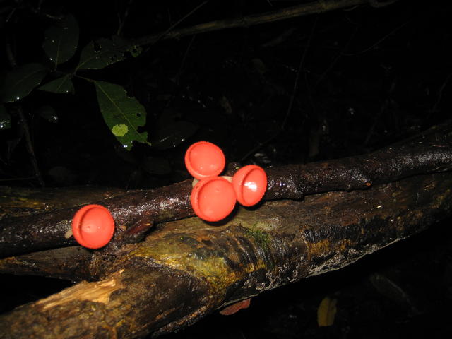 wired red mushrooms - free image