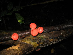 wired red mushrooms