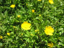 wonderful buttercup