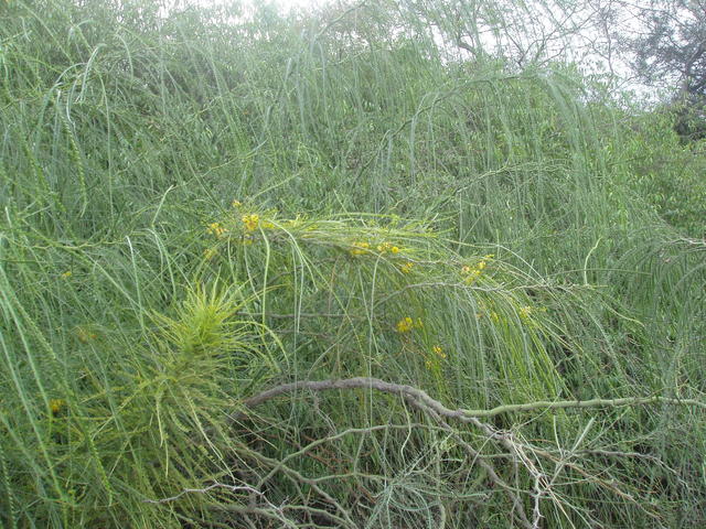 yellow blooms - free image