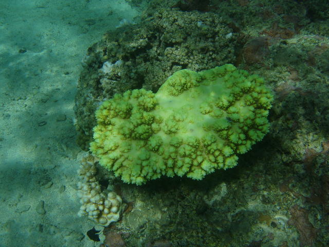 yellow coral - free image