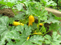 yellow courgette plant