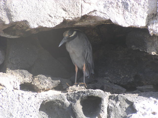 Yellow Crested Night Heron - free image