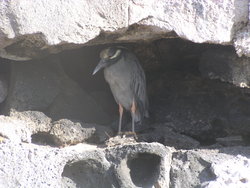 Yellow Crested Night Heron