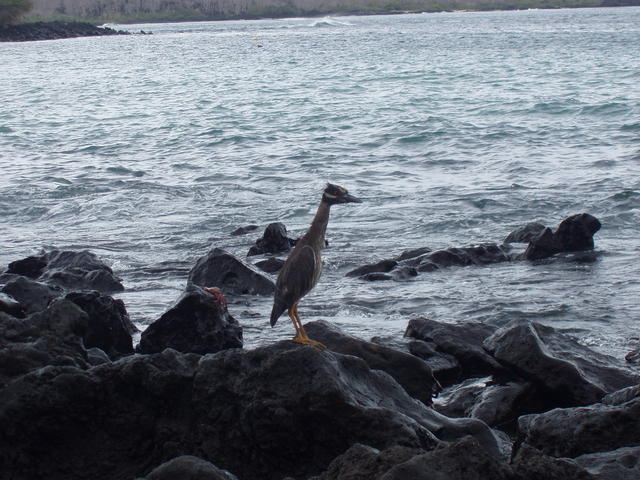 Yellow Crested Night Heron - free image