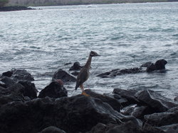 Yellow Crested Night Heron