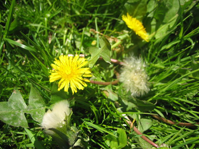 yellow dandelion - free image