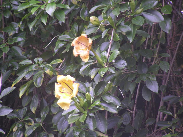 Yellow flowers - free image