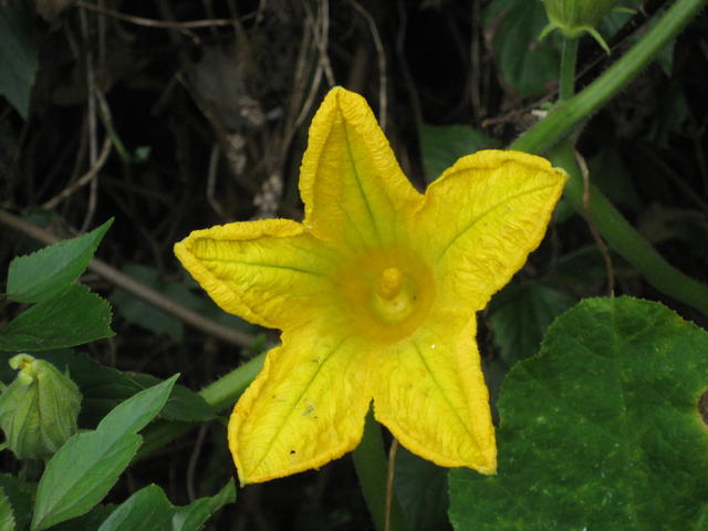 yellow gourd flower - free image