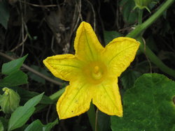 yellow gourd flower
