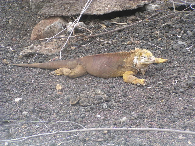 yellow  land iguana - free image