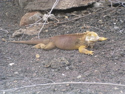 yellow  land iguana