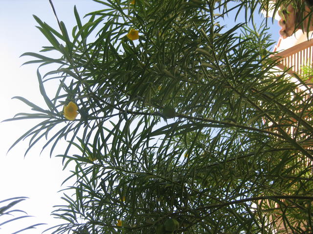 Yellow Oleander - free image