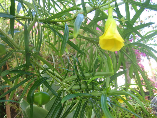 Yellow Oleander - free image