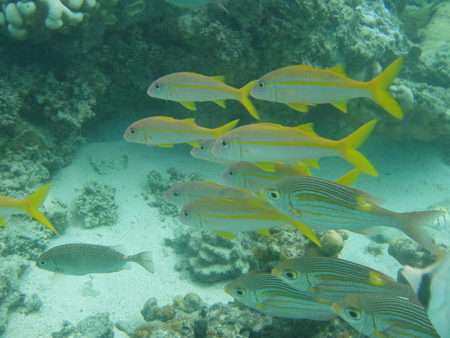 Yellow stripes fishes - free image