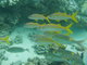 Yellow stripes fishes