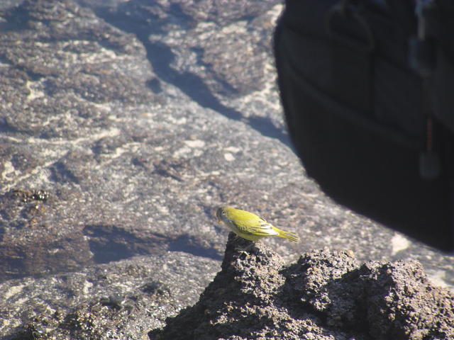 Yellow Warbler - free image