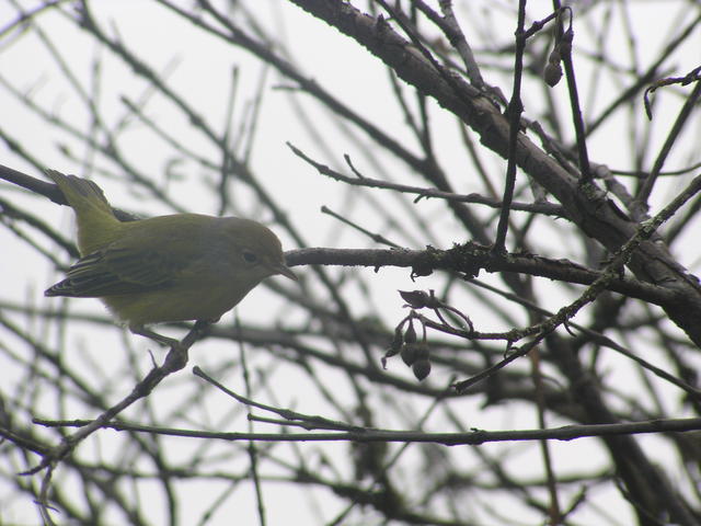 Yellow Warbler - free image