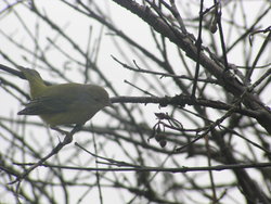 Yellow Warbler