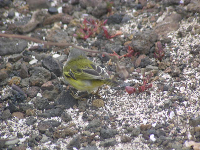 Yellow Warbler - free image