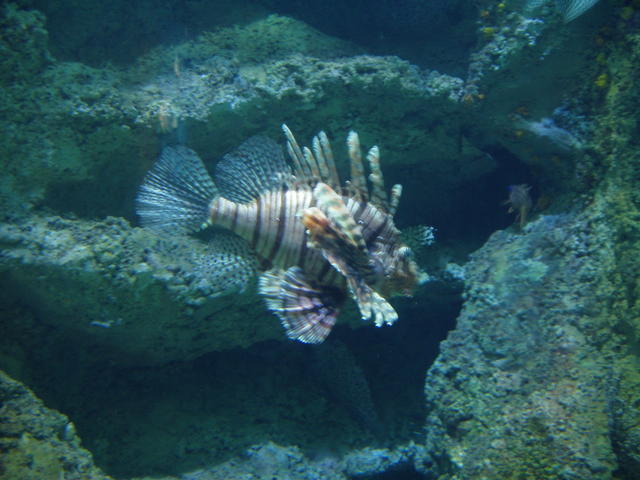 zebra Fish - free image